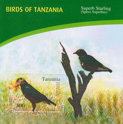 Birds of Tanzania - Superb Starling