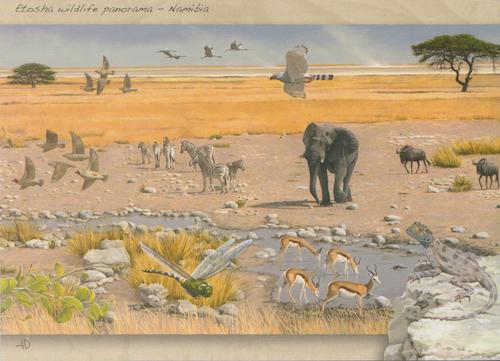 Etosha Wildlife Panorama