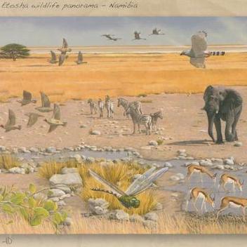 Etosha Wildlife Panorama