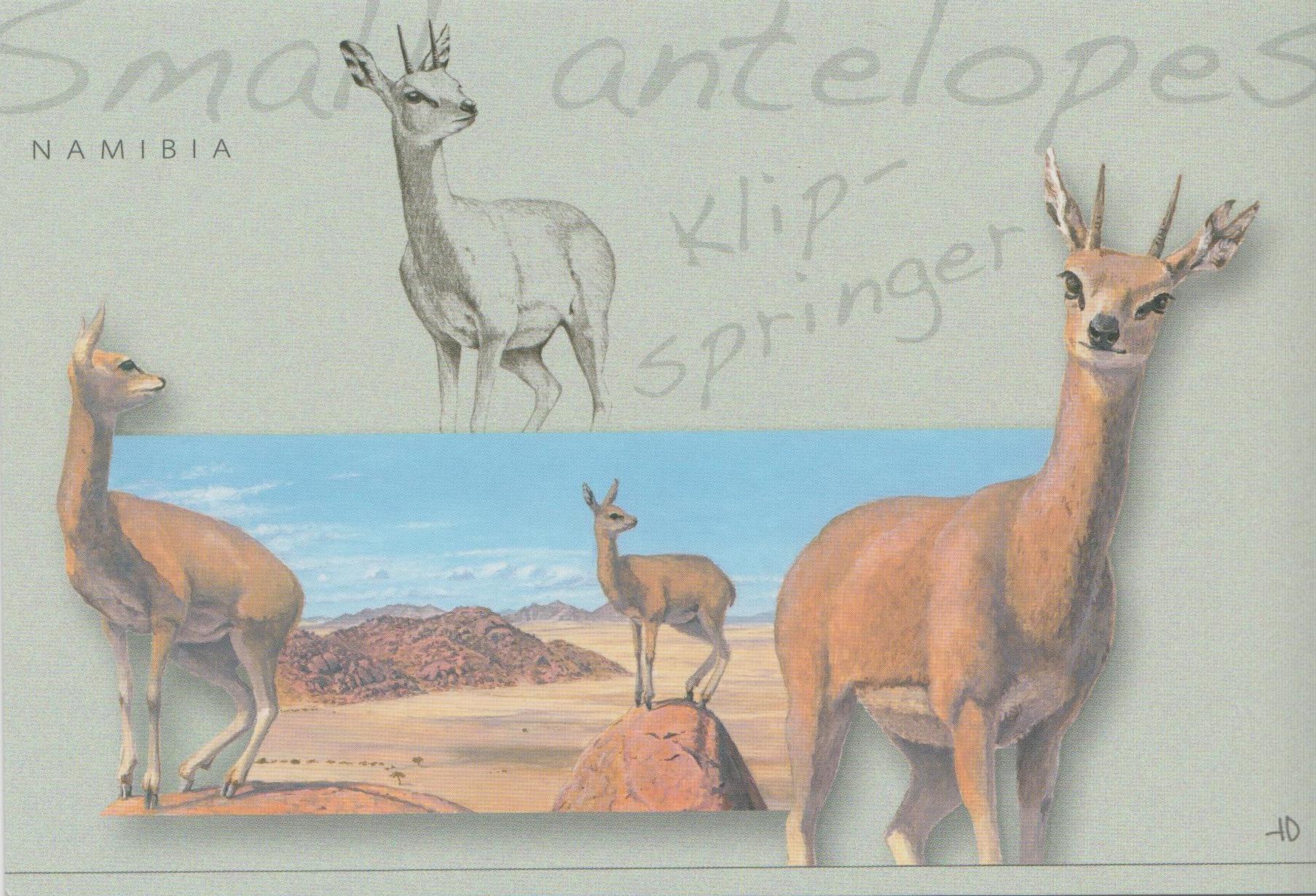 Small Antelopes, Springbok