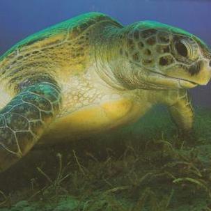 Hawk Bill Sea Turtle