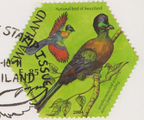 National Bird, Purple Crested Lourie