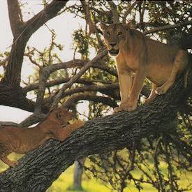 Lions in a tree