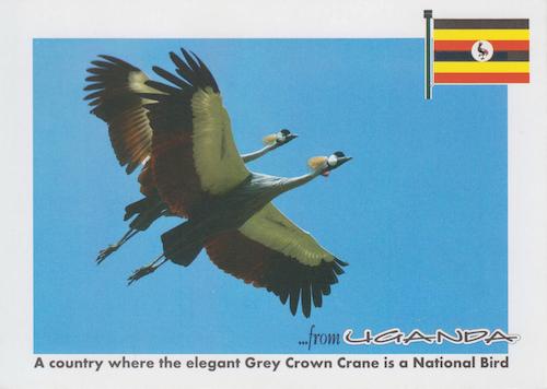 National Bird, Grey Crown Crane 